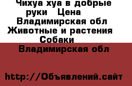 Чихуа-хуа в добрые руки › Цена ­ 1 - Владимирская обл. Животные и растения » Собаки   . Владимирская обл.